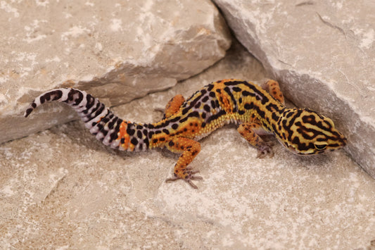 25-075 | Black Night Cross Tangerine het Bell Albino | Female