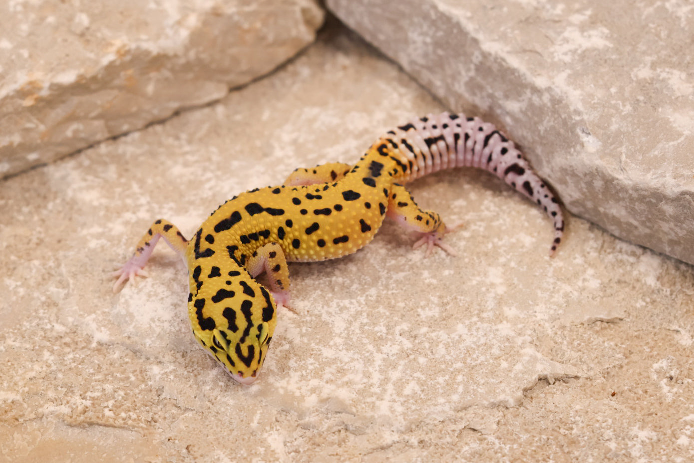 25-125 | Bold Eclipse | Female