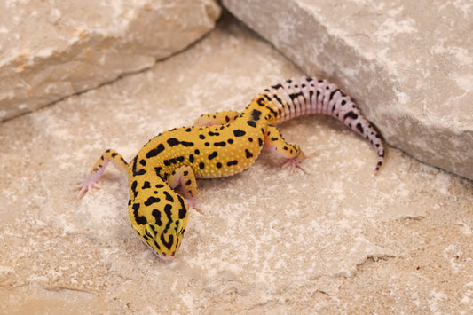 25-125 | Bold Eclipse | Female