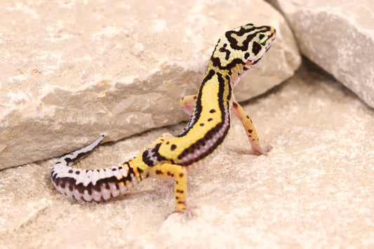 25-191 | Bold Stripe | Female