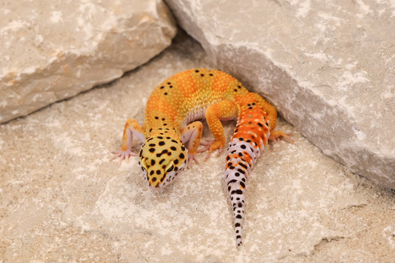 25-033 | Tangerine het Blizzard and Tremper Albino | Female