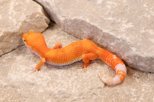 26-129 | Tremper Sunglow | Female
