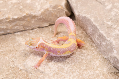 26-090 | Tremper Albino Bold Bandit | Female