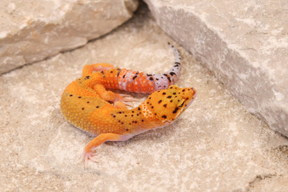 26-239 | Black Blood Cross Melanistic Tangerine Eclipse | Female
