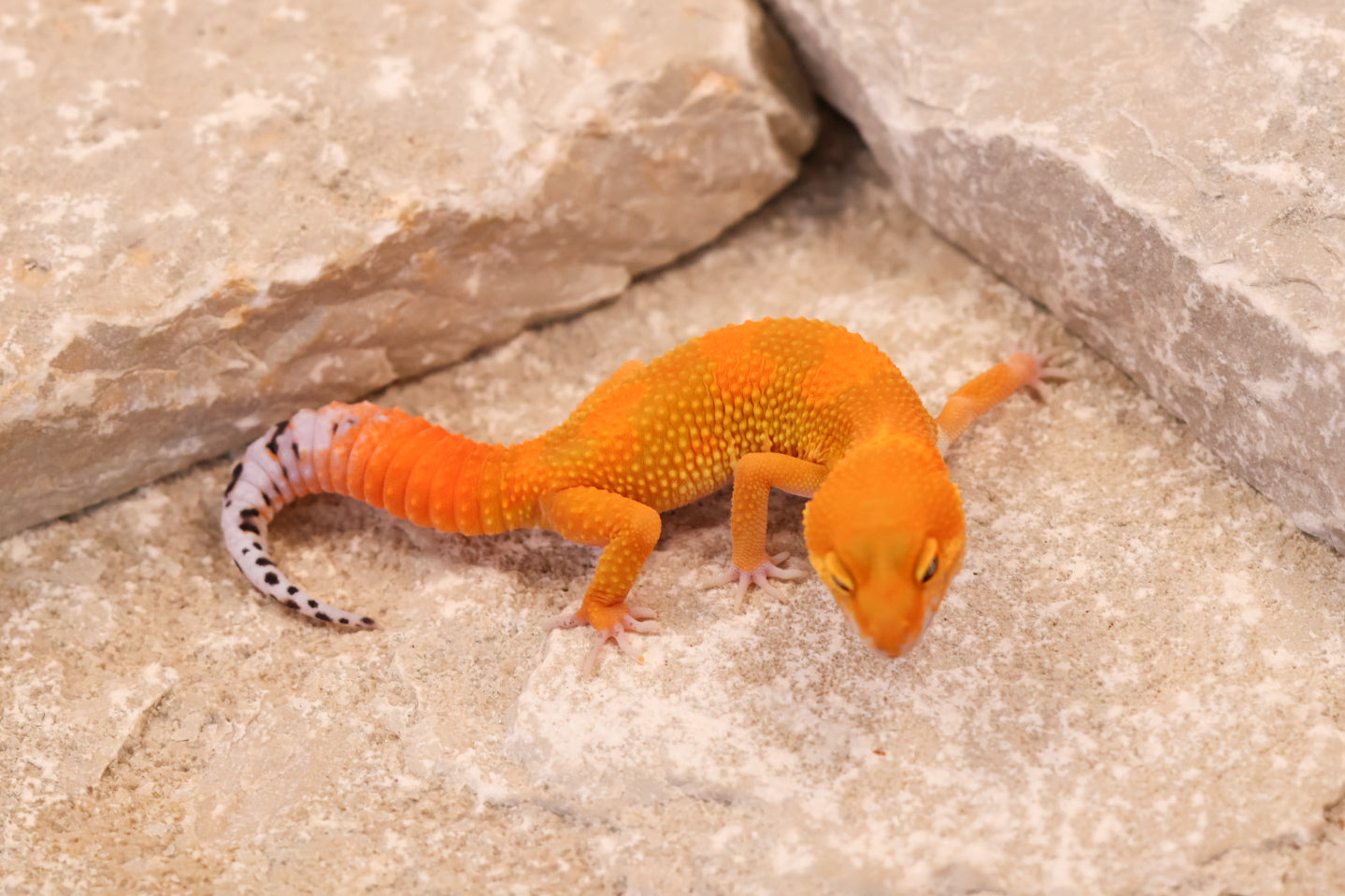 26-038 | Tangerine het Tremper Albino | Probable Female