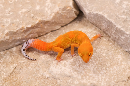 26-038 | Tangerine het Tremper Albino | Probable Female