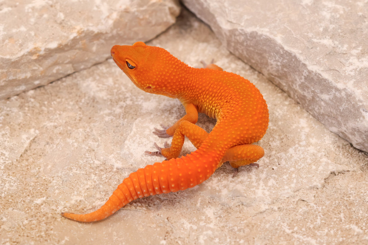 26-293 | Mandarin/Emerine Melanistic Tangerine | Male