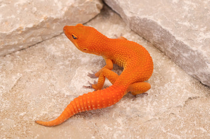 26-293 | Mandarin/Emerine Melanistic Tangerine | Male