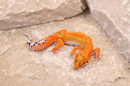 26-097 | Clown/Electric Inferno Tangerine | Female