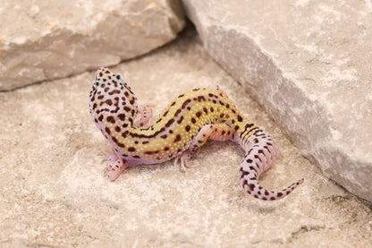 26-186 | Rainbow Stripe Cross Eclipse Probable Gem Snow | Female