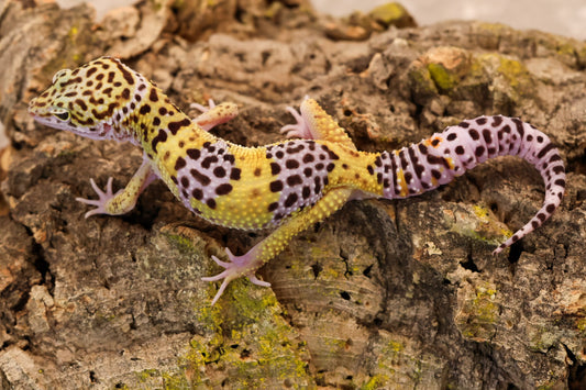 26-057 | Satpuraensis x Super Giant | Male