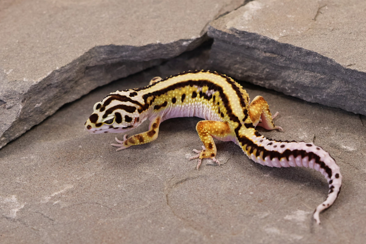 26-183 | Bold Stripe Non Het | Female
