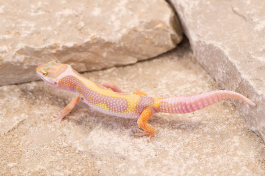 26-090 | Tremper Albino Bold Bandit | Female