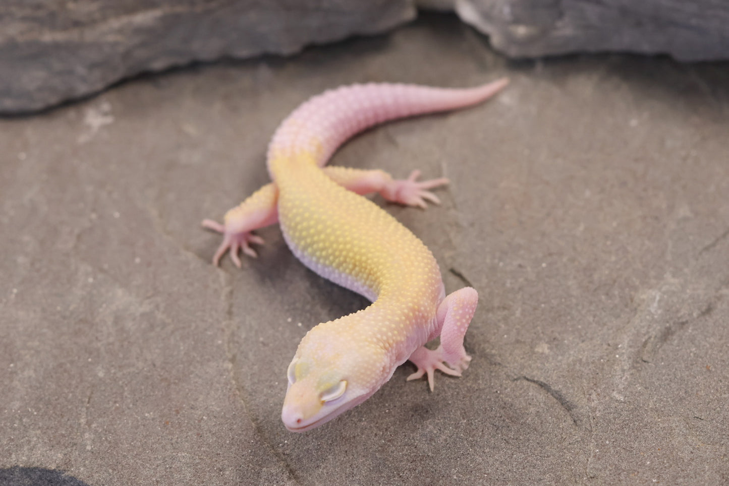 26-285 | Snowflake | Female