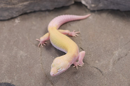 26-285 | Snowflake | Female