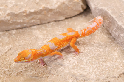 26-082 | Tremper Albino Clown | Female