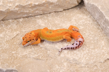 26-042 | Clown/Electric Inferno Tangerine | Female