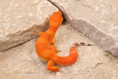 26-111 | Blood/Gecko Genetics Tangerine | Female