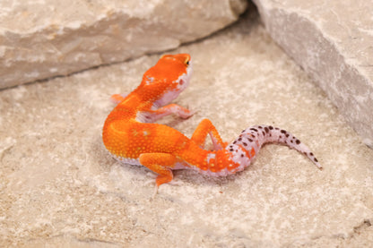 26-091 | Purple Head Tangerne | Female