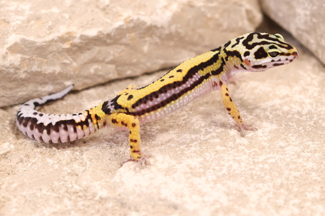 25-191 | Bold Stripe | Female