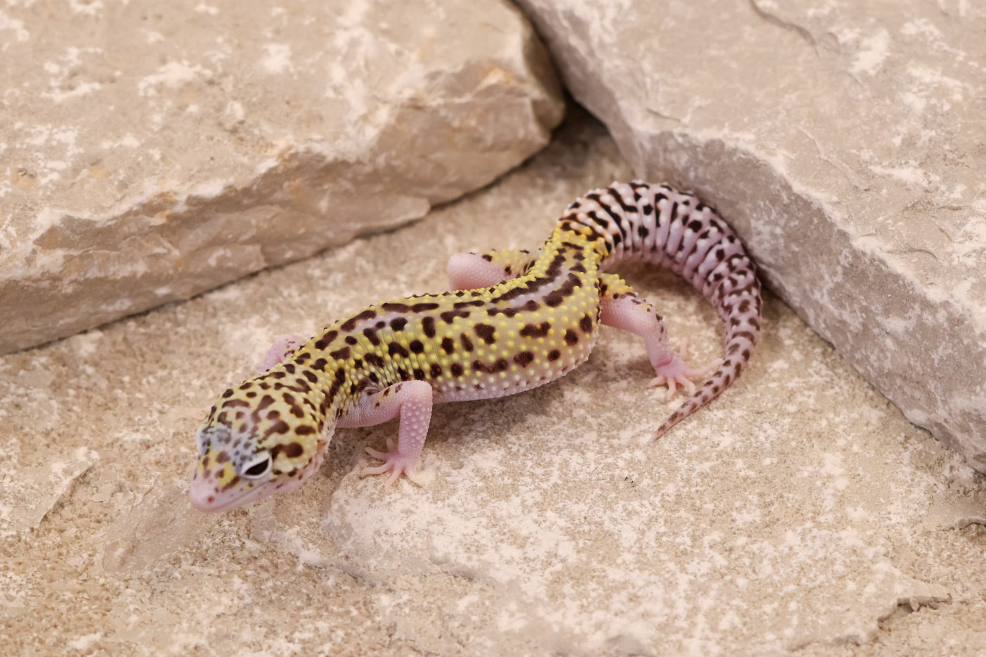 25-204 | Black Night Cross Bold Mack Snow Eclipse | Female