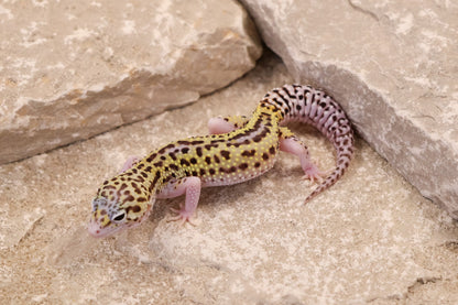 25-204 | Black Night Cross Bold Mack Snow Eclipse | Female