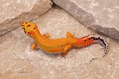 25-099 | Striped Tangerine het Radar | Female