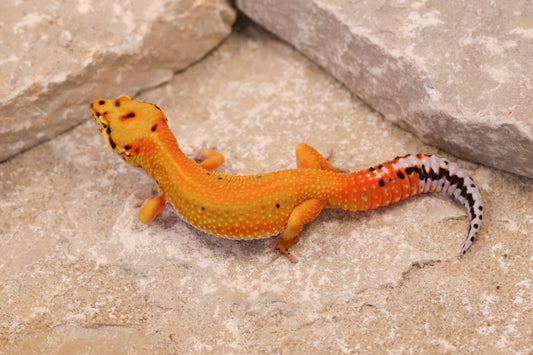 25-099 | Striped Tangerine het Radar | Female