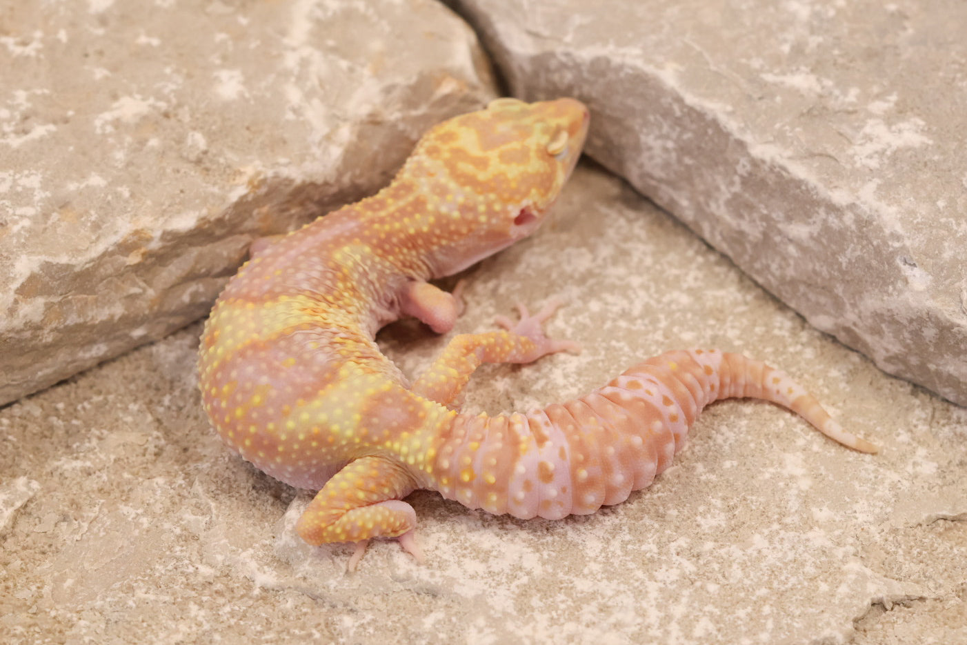 24-117 | Montanus Line Raptor | Female