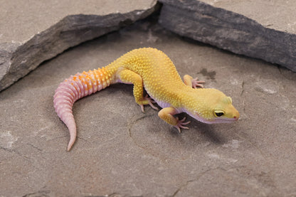 26-001 | Murphy's Patternless Non Het | Female