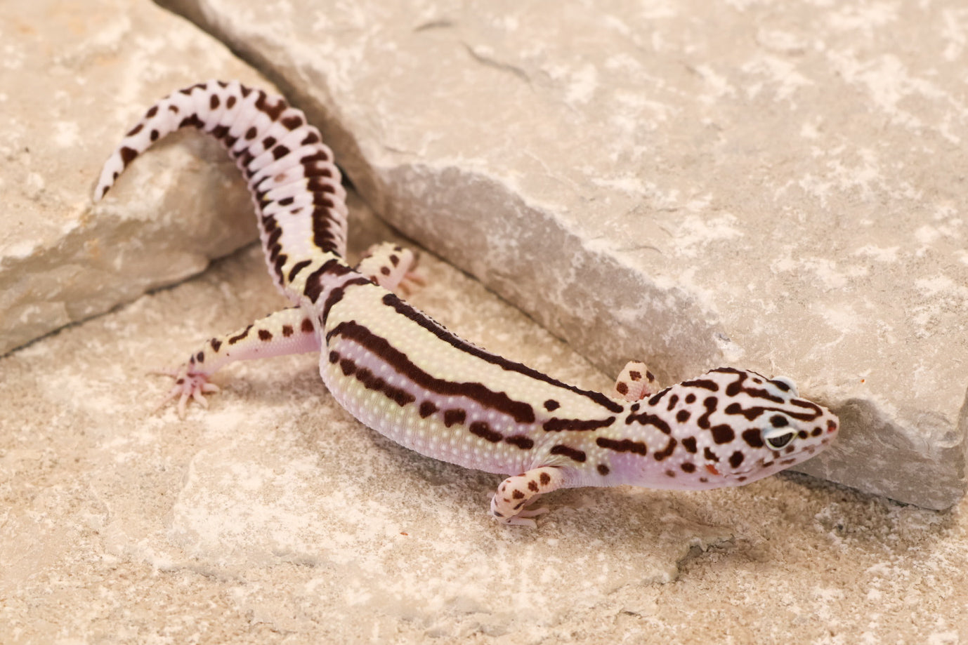 25-195 | Bold Stripe Gem Snow | Female