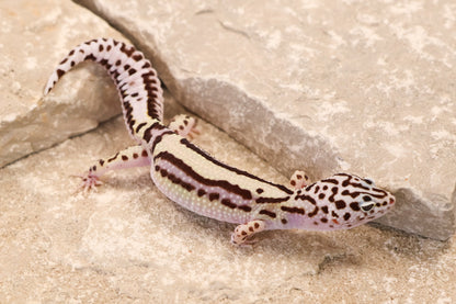 25-195 | Bold Stripe Gem Snow | Female