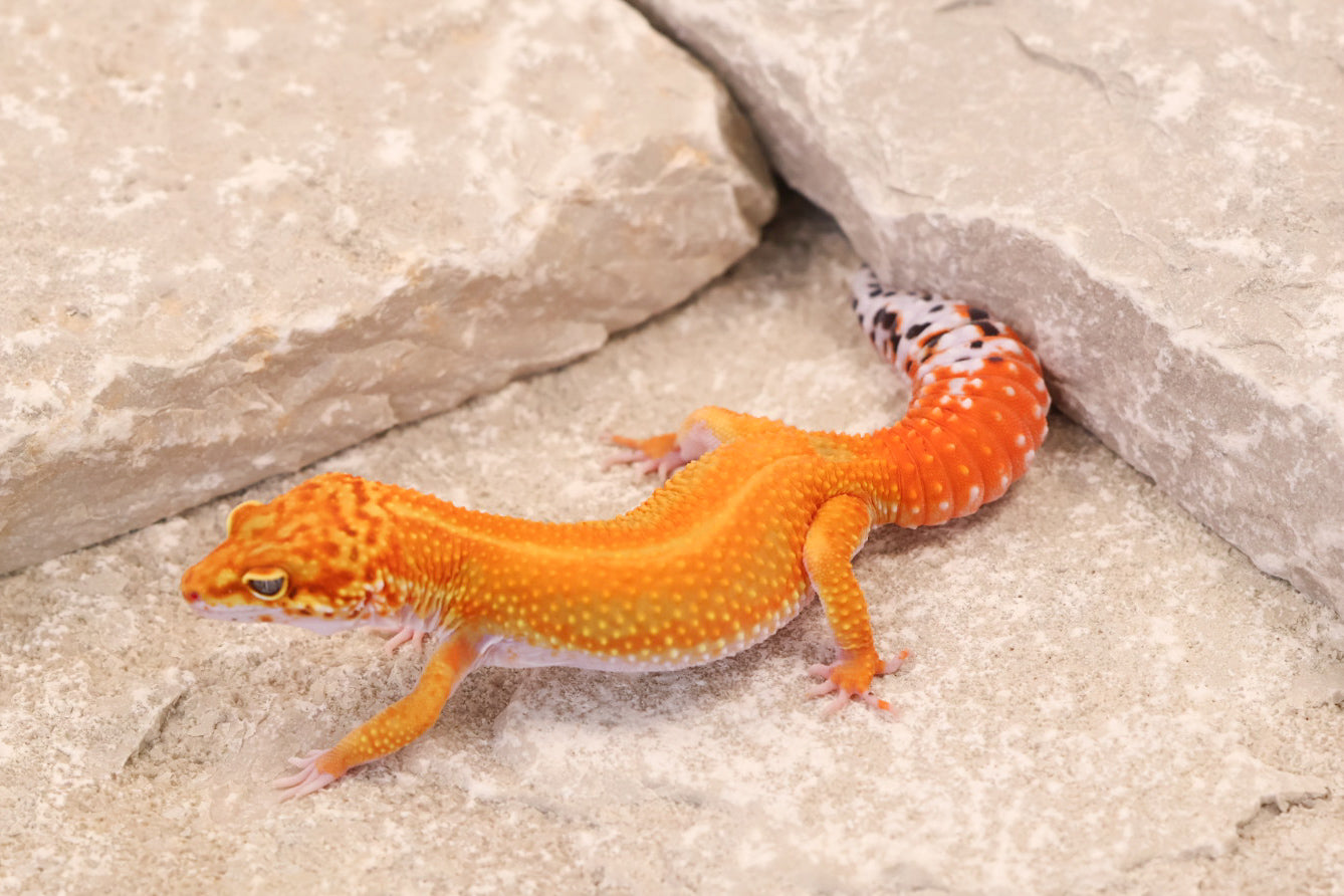 25-172 | Red Stripe Tangerine | Female