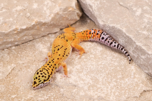 25-124 | Tangerine het Blizzard and Tremper Albino | Probable Female