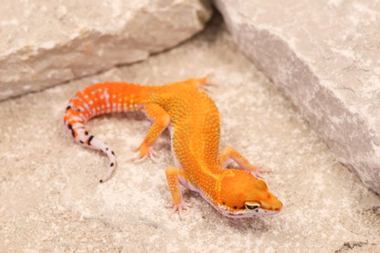 26-156 | Red Diamond/Electric Inferno Tangerine het Tremper Albino | Female