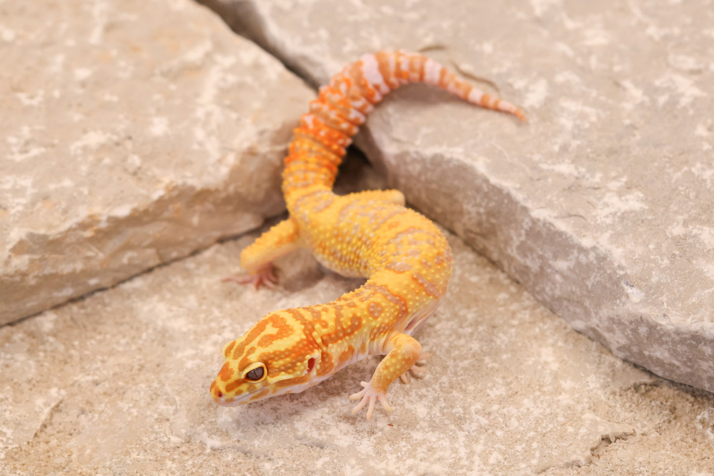 25-057 | Afghan Tangerine Tremper Albino het Eclipse | Male