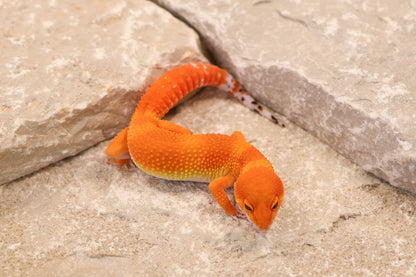 26-111 | Blood/Gecko Genetics Tangerine | Female