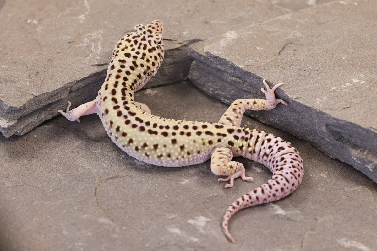 25-156 | Rainbow Stripe Cross Gem Snow Eclipse | Male