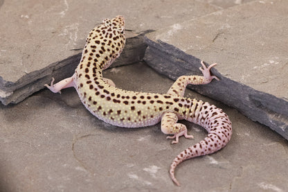 25-156 | Rainbow Stripe Cross Gem Snow Eclipse | Male