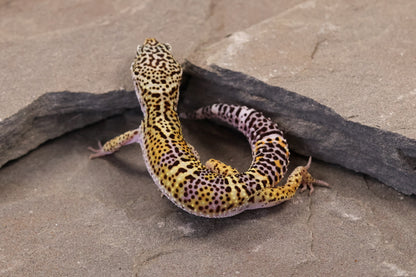 26-112 | Black Night Line Melanistic 66% het Blizzard/Eclipse
