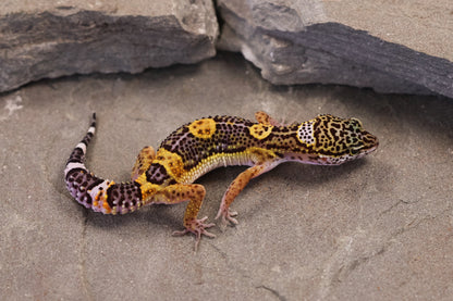 26-373 | Black Night/Purple Head Melanistic Tangerine | Female