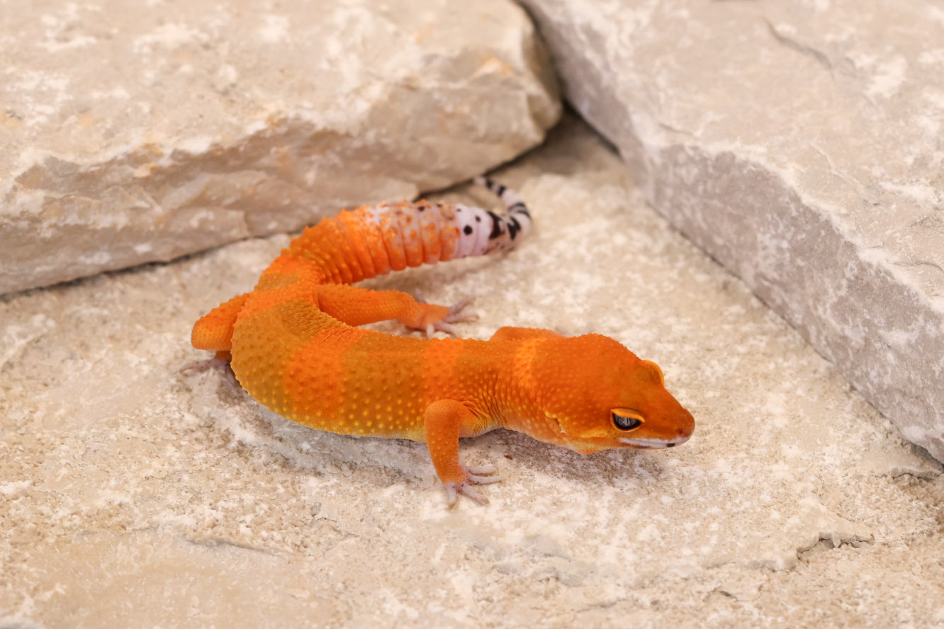 26-293 | Mandarin/Emerine Melanistic Tangerine | Male