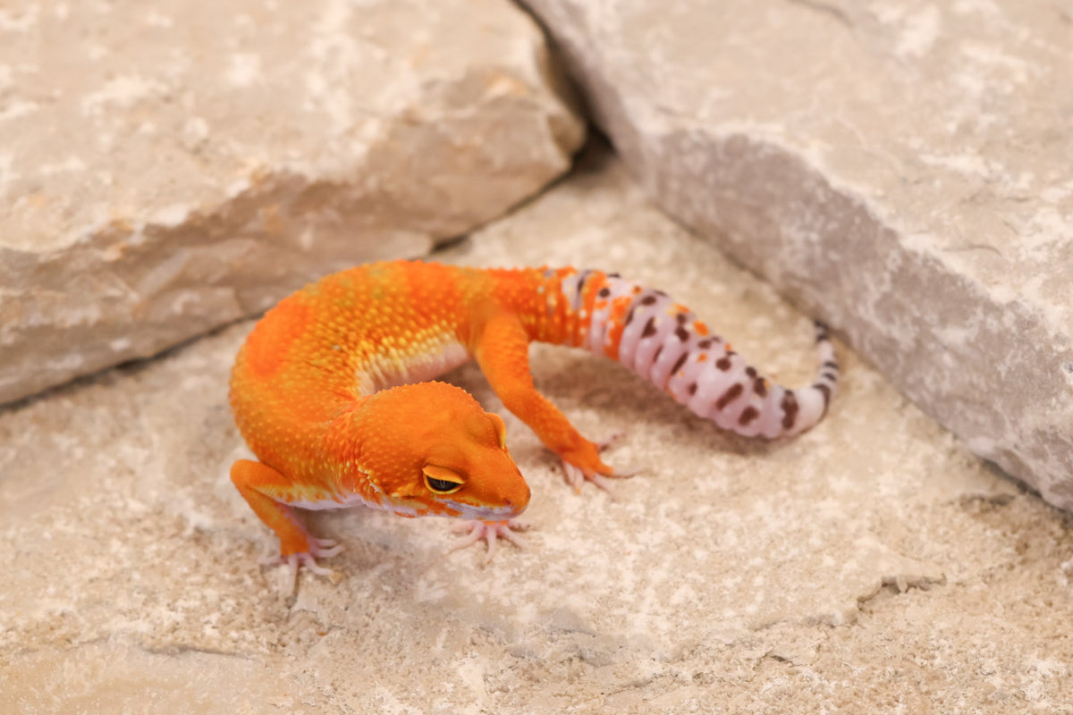 26-089 | Clown/Electric Inferno Tangerine | Female