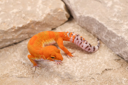 26-089 | Clown/Electric Inferno Tangerine | Female