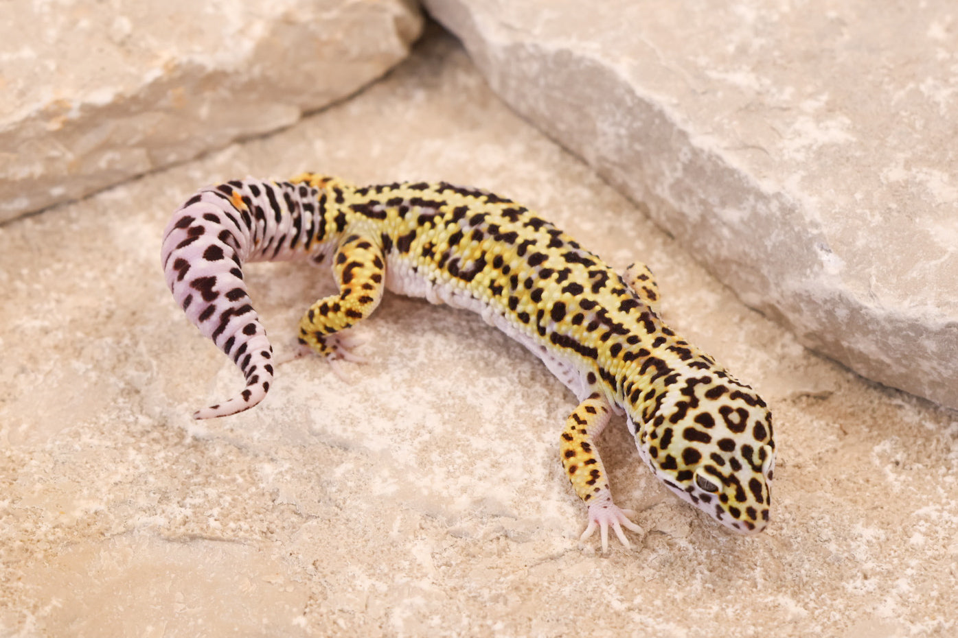 25-096 | Gem Snow het Rainwater Albino | Male