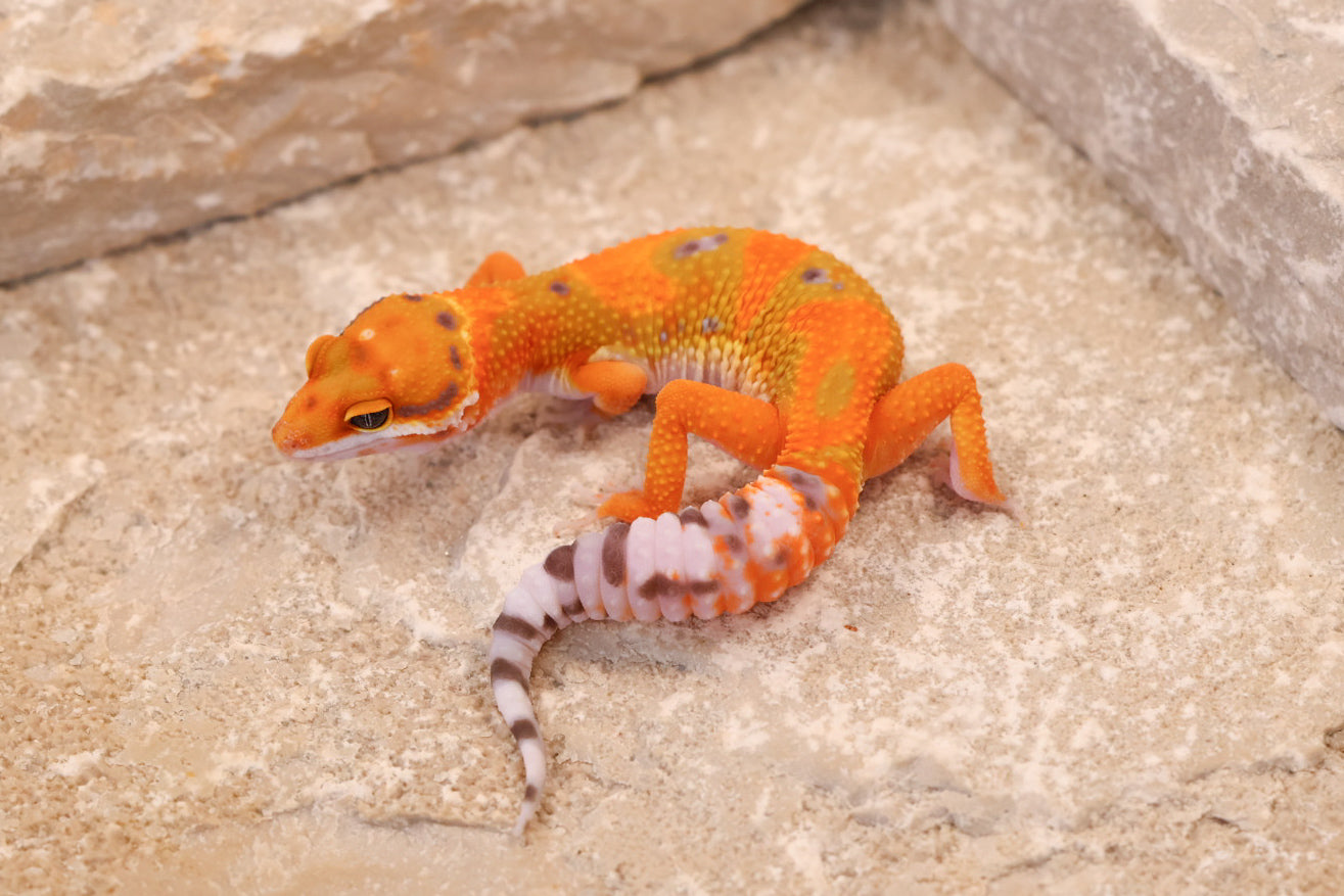 26-027 | Clown/Electric Inferno Tangerine | Female