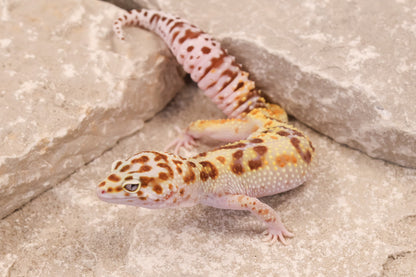 24-151 | Desert Bold Eclipse | Female