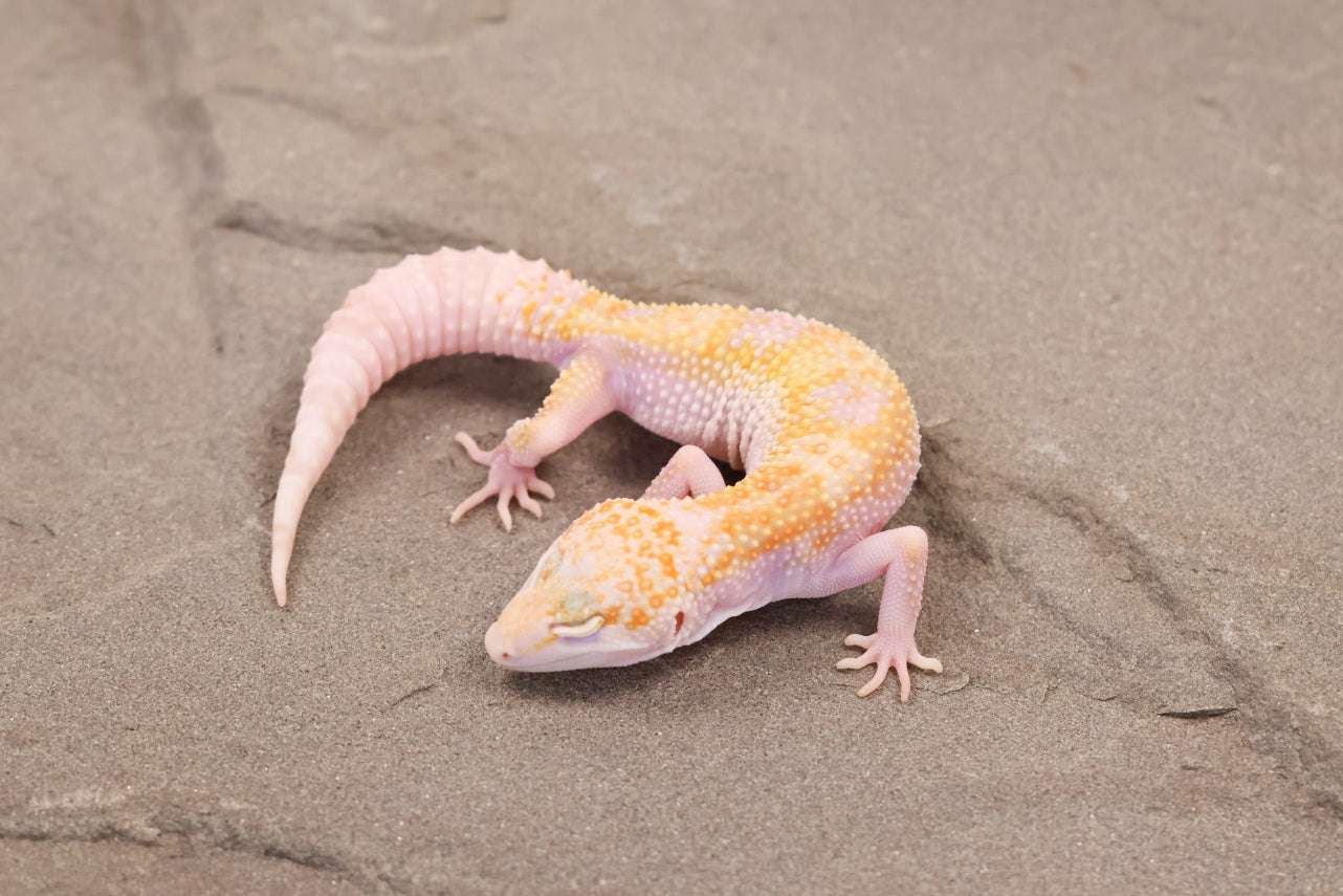26-120 | W/Y Mack Snow Raptor het Murphy's Patternless | Female