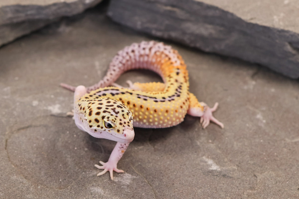 26-011 | Rainbow Stripe Cross Eclipse | Male