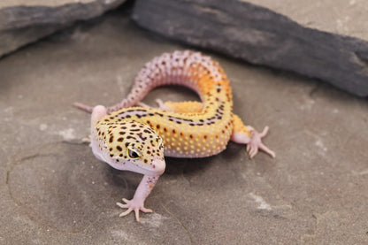 26-011 | Rainbow Stripe Cross Eclipse | Male